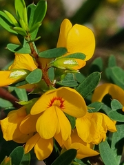Pultenaea euchila