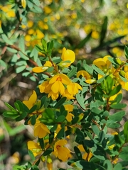 Pultenaea euchila