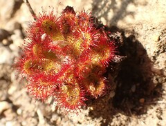 Drosera aliciae