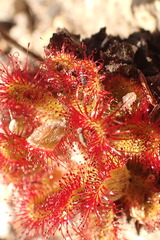 Drosera aliciae