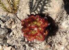 Drosera aliciae