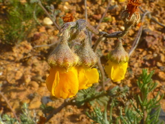Hermannia rugosa