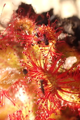Drosera aliciae