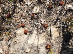 Drosera aliciae