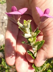 Podalyria buxifolia