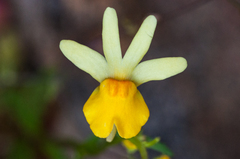 Nemesia anisocarpa