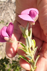 Podalyria buxifolia