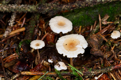 Collybia