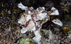 Antennarius maculatus