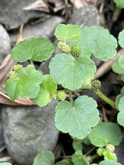Hydrocotyle nepalensis