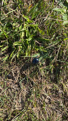 Trypocopris vernalis