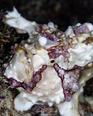 Antennarius maculatus