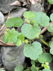Hydrocotyle nepalensis