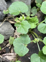 Hydrocotyle nepalensis