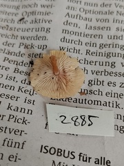 Collybia
