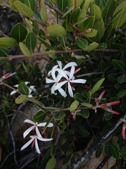 Ancylobothrys capensis