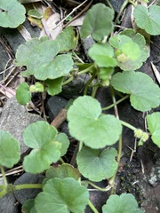 Hydrocotyle nepalensis