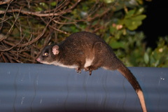 Pseudocheirus occidentalis