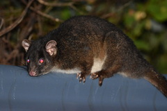 Pseudocheirus occidentalis