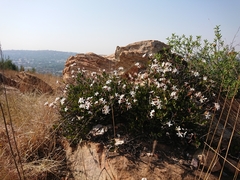 Ancylobothrys capensis