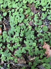 Acianthus sinclairii