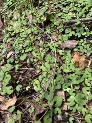 Acianthus sinclairii