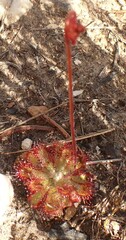 Drosera aliciae
