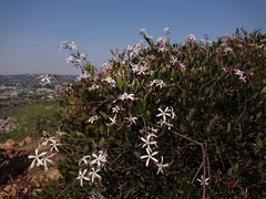 Ancylobothrys capensis