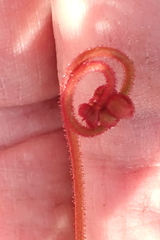 Drosera aliciae