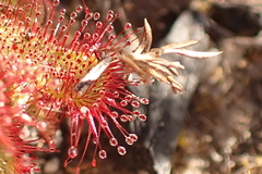 Drosera aliciae