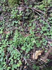 Acianthus sinclairii