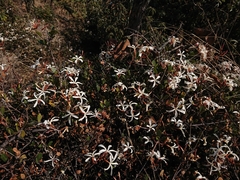 Ancylobothrys capensis