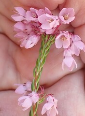 Erica cubica