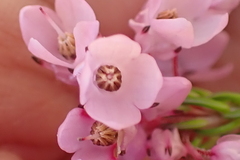 Erica cubica