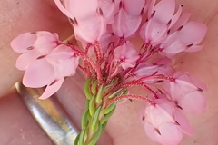 Erica cubica
