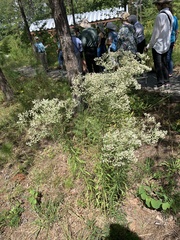 Eupatorium saltuense