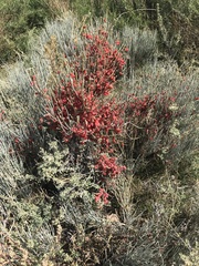 Ephedra