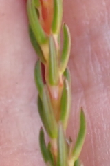 Erica cubica