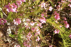 Erica cubica