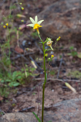 Nemesia anisocarpa