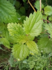 Urtica urens