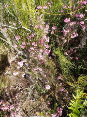 Erica cubica