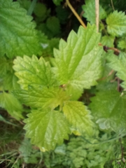 Urtica urens