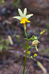 Nemesia anisocarpa
