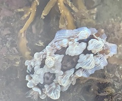 Dendrodoris krusensternii