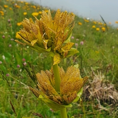 Gentiana × charpentieri