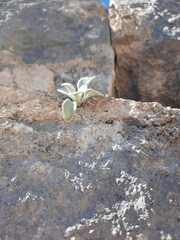 Pentanema verbascifolium