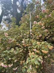 Dombeya burgessiae