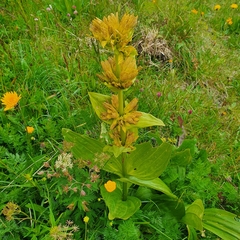 Gentiana × charpentieri
