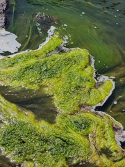 Cyanobacteria